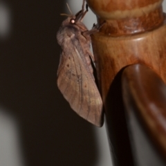 Oxycanus (genus) (Unidentified Oxycanus moths) at QPRC LGA - 11 May 2021 by natureguy
