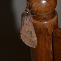 Oxycanus (genus) at Wamboin, NSW - 11 May 2021