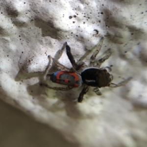 Maratus pavonis at Belconnen, ACT - 12 Dec 2021