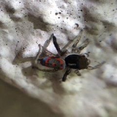 Maratus pavonis (Dunn's peacock spider) at Belconnen, ACT - 12 Dec 2021 by Dora