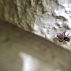 Maratus pavonis at Belconnen, ACT - 12 Dec 2021