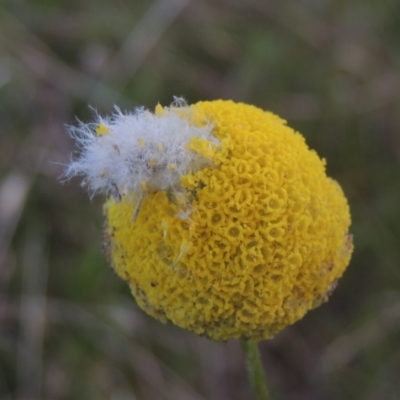 Craspedia variabilis (Common Billy Buttons) at Conder, ACT - 20 Oct 2021 by michaelb