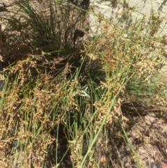 Juncus (genus) (A Rush) at Belconnen, ACT - 12 Dec 2021 by JohnGiacon
