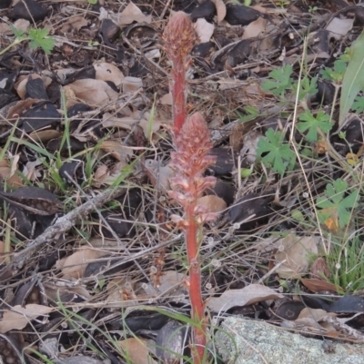 Orobanche minor (Broomrape) at Rob Roy Range - 20 Oct 2021 by michaelb