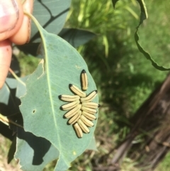 Paropsis atomaria (Eucalyptus leaf beetle) at Emu Creek - 11 Dec 2021 by jgiacon