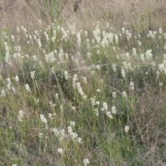 Stackhousia monogyna (Creamy Candles) at Conder, ACT - 20 Oct 2021 by michaelb