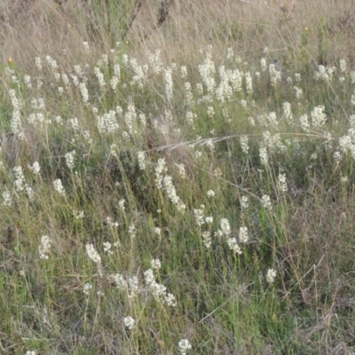 Stackhousia monogyna (Creamy Candles) at Conder, ACT - 20 Oct 2021 by MichaelBedingfield