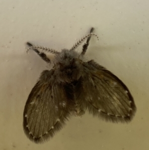 Psychodidae sp. (family) at Jerrabomberra, NSW - suppressed