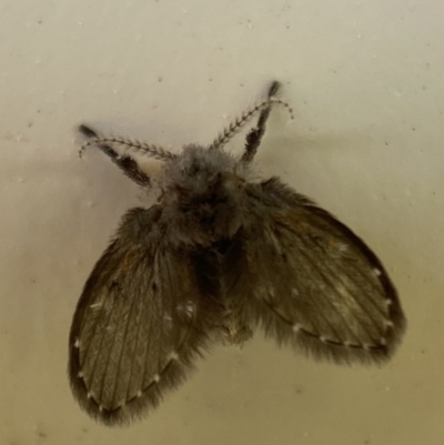 Clogmia albipunctata (Bathroom Moth Fly) at Jerrabomberra, NSW - 12 Dec 2021 by SteveBorkowskis