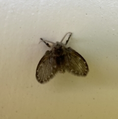 Psychodidae sp. (family) at Jerrabomberra, NSW - suppressed