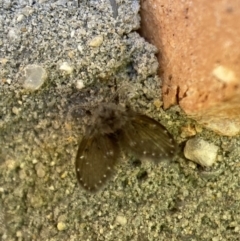 Psychodidae sp. (family) at Jerrabomberra, NSW - suppressed