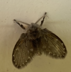 Psychodidae sp. (family) at Jerrabomberra, NSW - suppressed