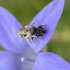 Lasioglossum (Chilalictus) sp. (genus & subgenus) (Halictid bee) at Duffy, ACT - 11 Dec 2021 by AJB