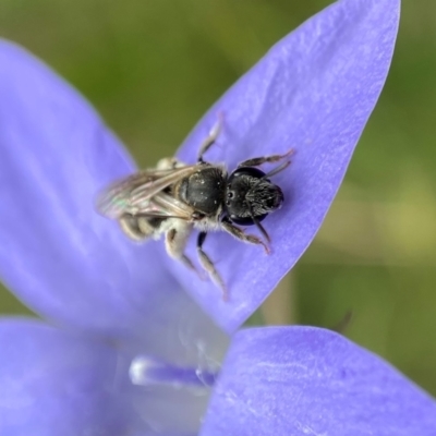 Lasioglossum (Chilalictus) sp. (genus & subgenus) (Halictid bee) at Holder Wetlands - 11 Dec 2021 by AJB