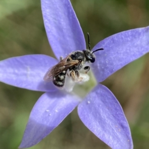 Lasioglossum (Chilalictus) sp. (genus & subgenus) at Duffy, ACT - 11 Dec 2021