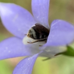 Lasioglossum (Chilalictus) sp. (genus & subgenus) at Duffy, ACT - 11 Dec 2021