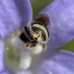 Lasioglossum (Chilalictus) sp. (genus & subgenus) at Duffy, ACT - 11 Dec 2021