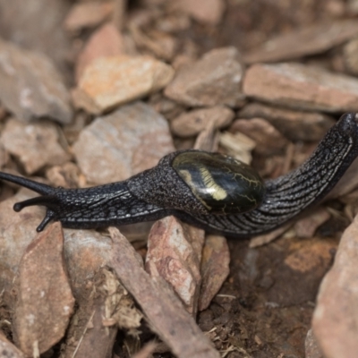 Helicarion cuvieri (A Semi-slug) at Cotter River, ACT - 11 Dec 2021 by patrickcox