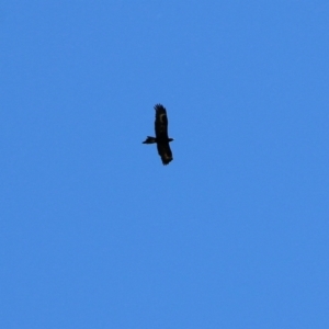 Aquila audax at Wodonga, VIC - 12 Dec 2021 01:06 PM