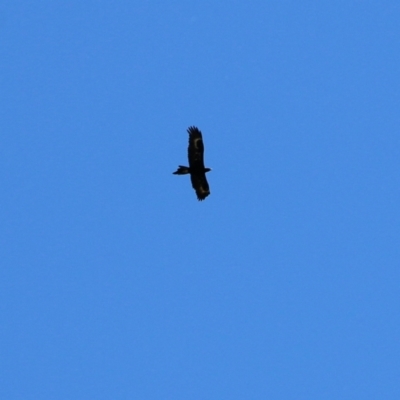 Aquila audax (Wedge-tailed Eagle) at Wodonga - 12 Dec 2021 by KylieWaldon