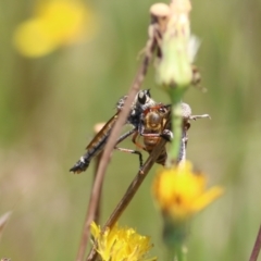 Cerdistus sp. (genus) (Yellow Slender Robber Fly) at Wodonga - 12 Dec 2021 by KylieWaldon