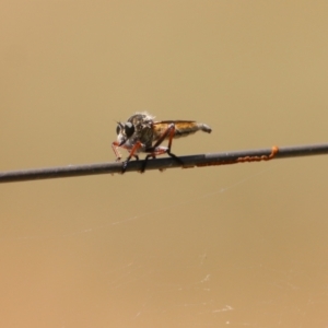 Cerdistus sp. (genus) at Wodonga, VIC - 12 Dec 2021