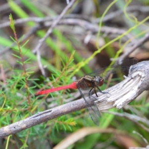 Orthetrum villosovittatum at Salamander Bay, NSW - 11 Dec 2021 10:45 AM