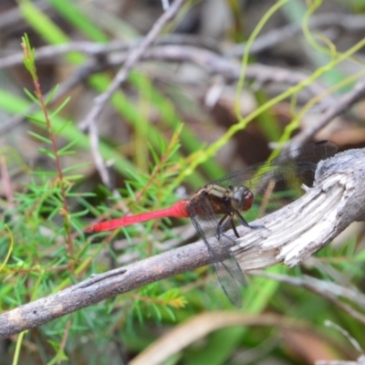 Agrionoptera insignis allogenes at Salamander Bay, NSW - 10 Dec 2021 by LyndalT