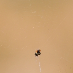 Austracantha minax (Christmas Spider, Jewel Spider) at Wodonga, VIC - 12 Dec 2021 by KylieWaldon