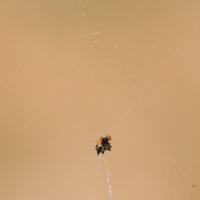 Austracantha minax (Christmas Spider, Jewel Spider) at Wodonga - 12 Dec 2021 by KylieWaldon