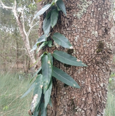 Parsonsia straminea (Common Silkpod) at Corlette, NSW - 11 Dec 2021 by LyndalT