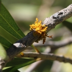 Teloschistes sp. (genus) at Yackandandah, VIC - 11 Dec 2021 by KylieWaldon