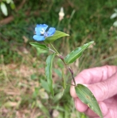 Commelina cyanea (Scurvy Weed) at Corlette, NSW - 11 Dec 2021 by LyndalT