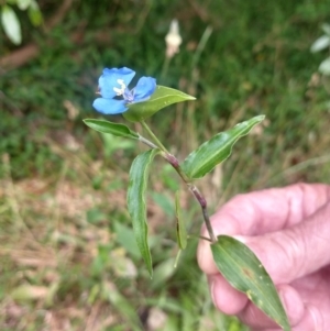 Commelina cyanea at Corlette, NSW - 11 Dec 2021 10:08 AM
