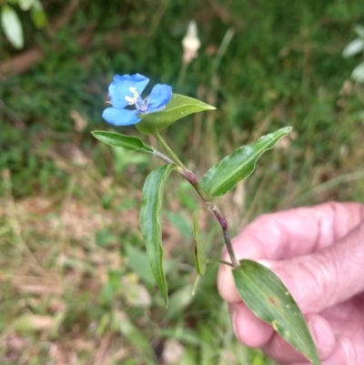 Commelina cyanea (Scurvy Weed) at Corlette, NSW - 11 Dec 2021 by LyndalT