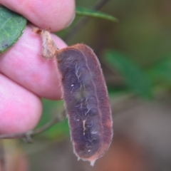 Platylobium formosum (Handsome Flat Pea) at Corlette, NSW - 12 Dec 2021 by LyndalT