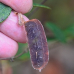 Platylobium formosum at Corlette, NSW - 12 Dec 2021