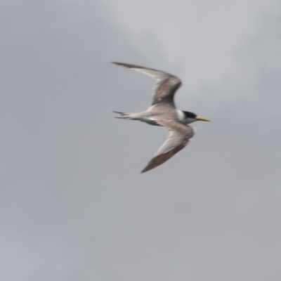 Thalasseus bergii (Crested Tern) at Port Stephens, NSW - 12 Dec 2021 by LyndalT