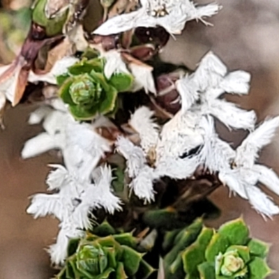 Leucopogon attenuatus (Small-leaved Beard Heath) at Greenleigh, NSW - 12 Dec 2021 by tpreston