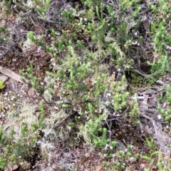 Styphelia attenuata at Greenleigh, NSW - 12 Dec 2021