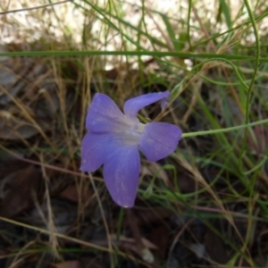 Wahlenbergia stricta subsp. stricta at Queanbeyan West, NSW - 12 Dec 2021 08:07 AM