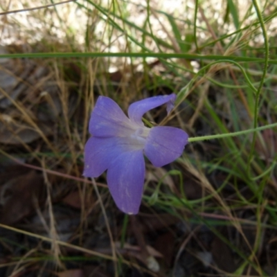 Wahlenbergia stricta subsp. stricta (Tall Bluebell) at Queanbeyan West, NSW - 12 Dec 2021 by Paul4K