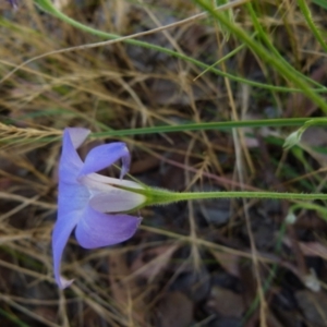 Wahlenbergia stricta subsp. stricta at Queanbeyan West, NSW - 12 Dec 2021 08:07 AM