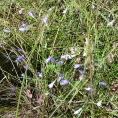 Wahlenbergia stricta subsp. stricta at Queanbeyan West, NSW - 12 Dec 2021 08:07 AM