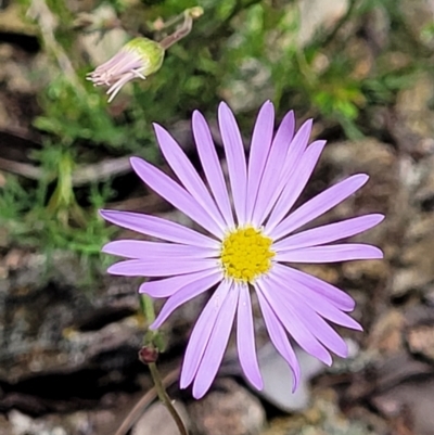 Brachyscome rigidula (Hairy Cut-leaf Daisy) at Greenleigh, NSW - 12 Dec 2021 by trevorpreston