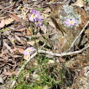 Brachyscome rigidula at Greenleigh, NSW - 12 Dec 2021