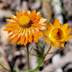Xerochrysum viscosum (Sticky Everlasting) at Greenleigh, NSW - 12 Dec 2021 by trevorpreston