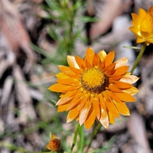 Xerochrysum viscosum at Greenleigh, NSW - 12 Dec 2021 11:16 AM