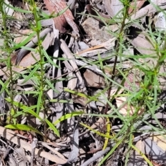 Xerochrysum viscosum at Greenleigh, NSW - 12 Dec 2021 11:16 AM