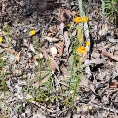 Xerochrysum viscosum at Greenleigh, NSW - 12 Dec 2021 11:16 AM